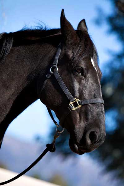 Horse training