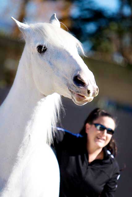 horse training