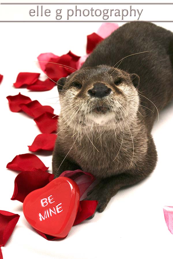 valentineotter Happy-Valentines-Day