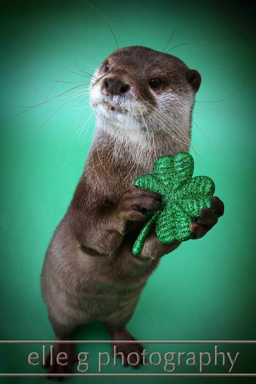 elle g photography St. Patrick's-day